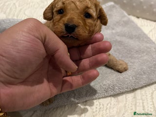 Maltipoo dogs - Advert 2