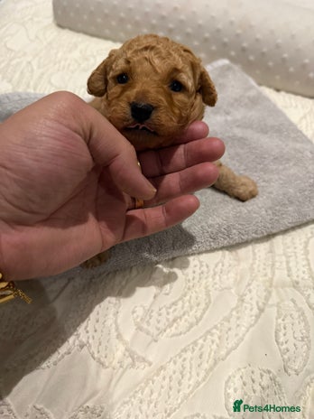 Maltipoo dogs - Advert 2