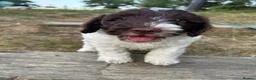 Mixed Breed dogs for sale: Ready to go...cockapoo x Sproodle/double doodles  - Advert 8