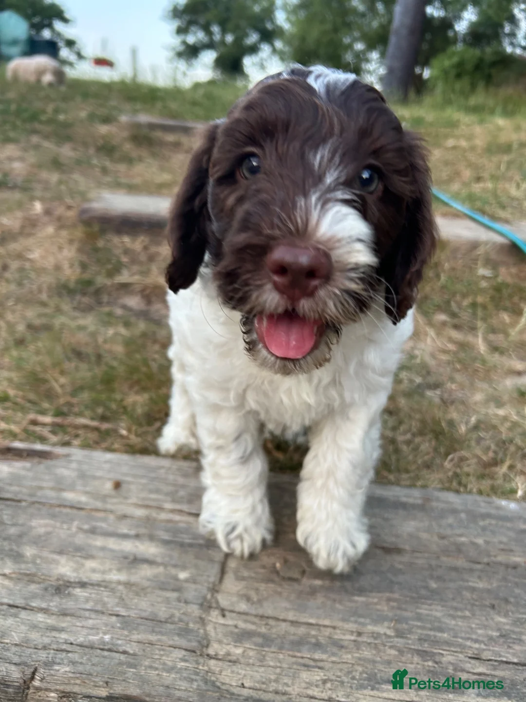 Mixed Breed dogs for sale: Ready to go...cockapoo x Sproodle/double doodles  - Advert 8