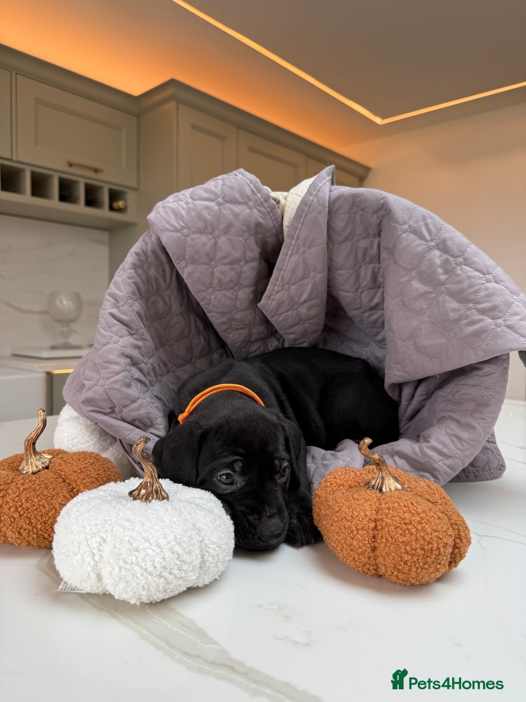 Cane Corso dogs for sale: Beautiful Cane Corso Puppies - Image 19