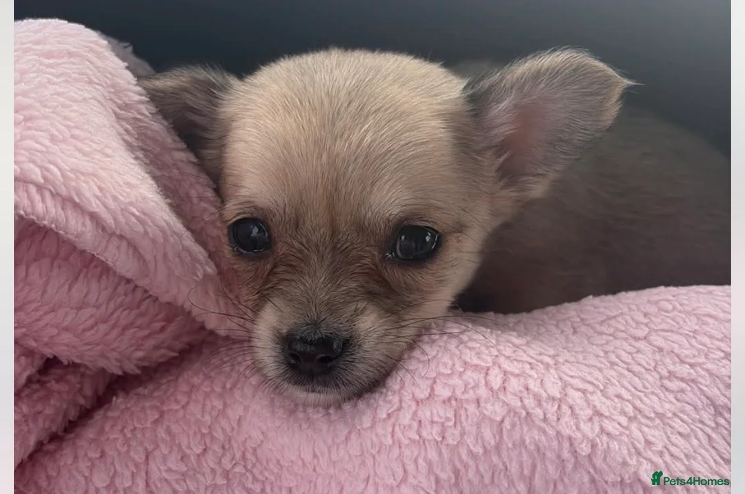 Chorkie dogs for sale: 1 beautiful Chorkie female  - Advert 4