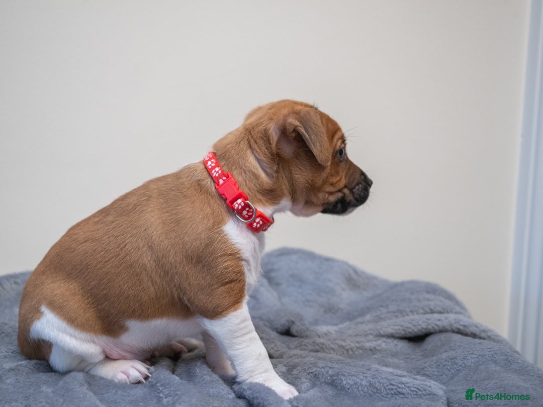 Plummer Terrier dogs for sale: Lovely Plummer Pupps - Advert 19