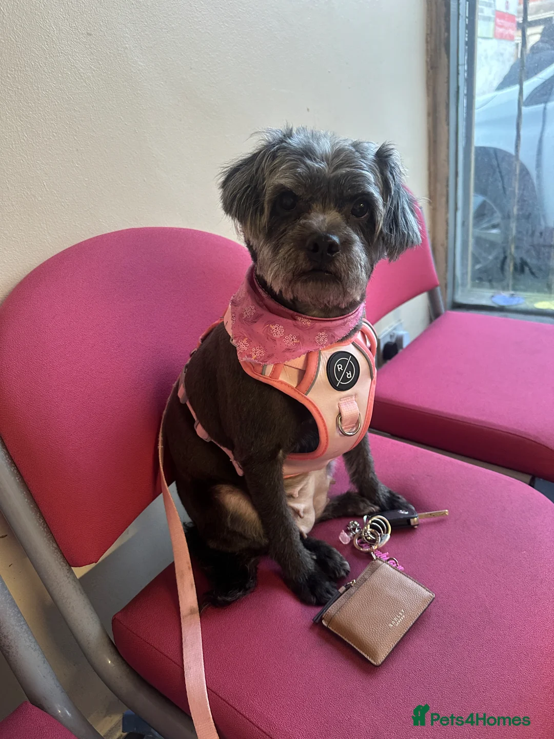 Pugapoo dogs for sale: Coco - Please read ad - Advert 1