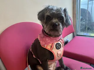 Pugapoo dogs Coco - Please read ad - Advert 2