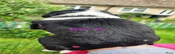 Mixed Breed dogs for sale: Cocker x sprollie  - Advert 11