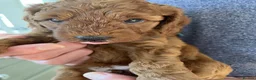 Cockapoo dogs for sale: 1 beautiful red home raised cockapoo av. 2 weeks - Advert 27