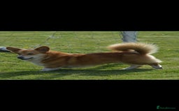 Welsh Corgi Pembroke dogs for stud: Well proven quality corgi for stud duties. in Southport - Image 2