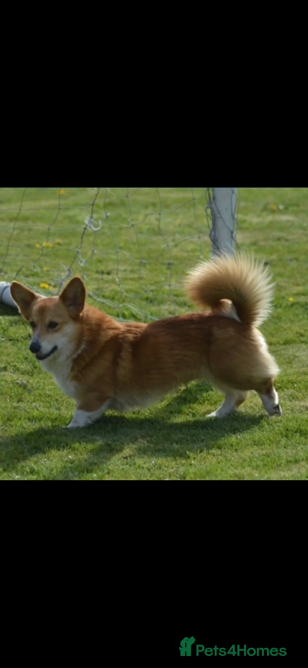 Welsh Corgi Pembroke dogs for stud: Well proven quality corgi for stud duties. in Southport - Advert 2