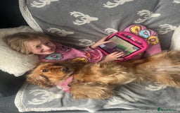 Cocker Spaniel dogs for sale: Meet Daisy – looking for her forever home❤️ - Advert 22