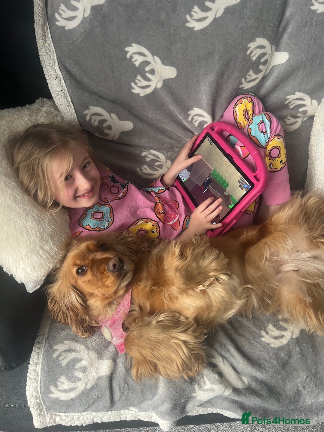 Cocker Spaniel dogs for sale: Meet Daisy – looking for her forever home❤️ - Advert 22