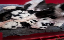 British Longhair cats for sale: Fluffy beautiful kitties  - Image 11