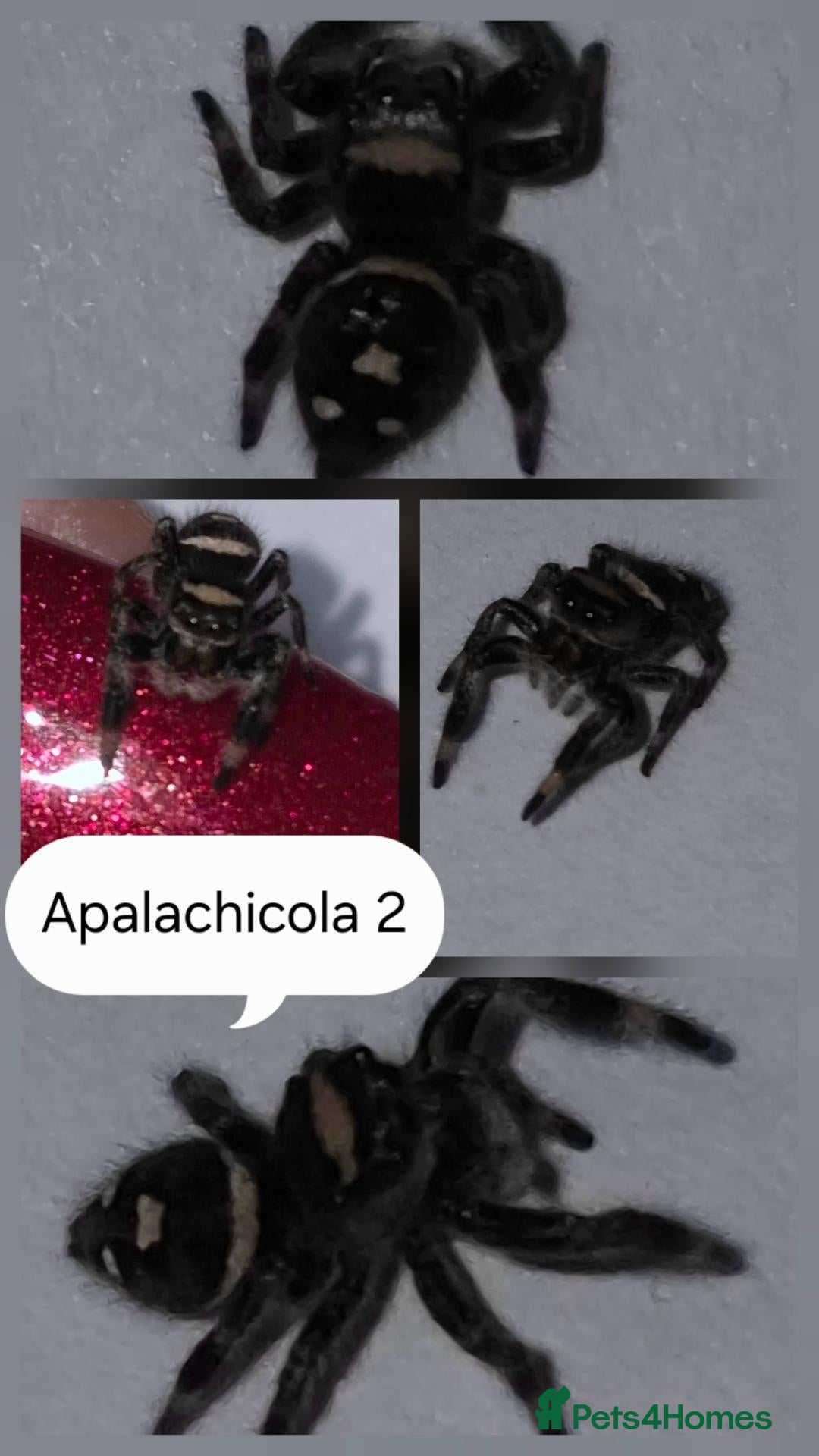 Spiders invertebrates for sale: Apalachicola jumping spiderlings  - Advert 2