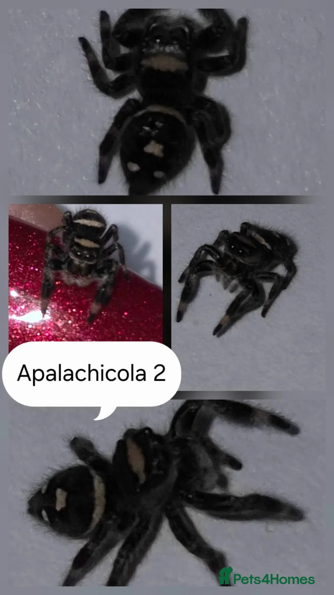 Spiders invertebrates for sale: Apalachicola jumping spiderlings  - Advert 2