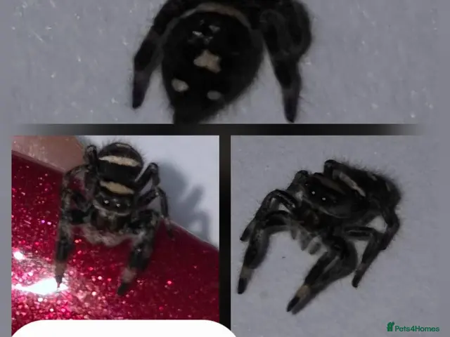 Spiders invertebrates for sale: Apalachicola jumping spiderlings - Advert 2