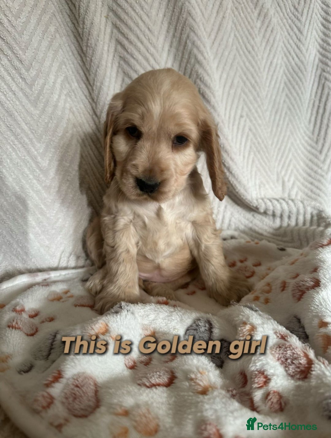 Cocker Spaniel dogs for sale: Show cocker Spaniel puppies ready to leave now - Advert 27