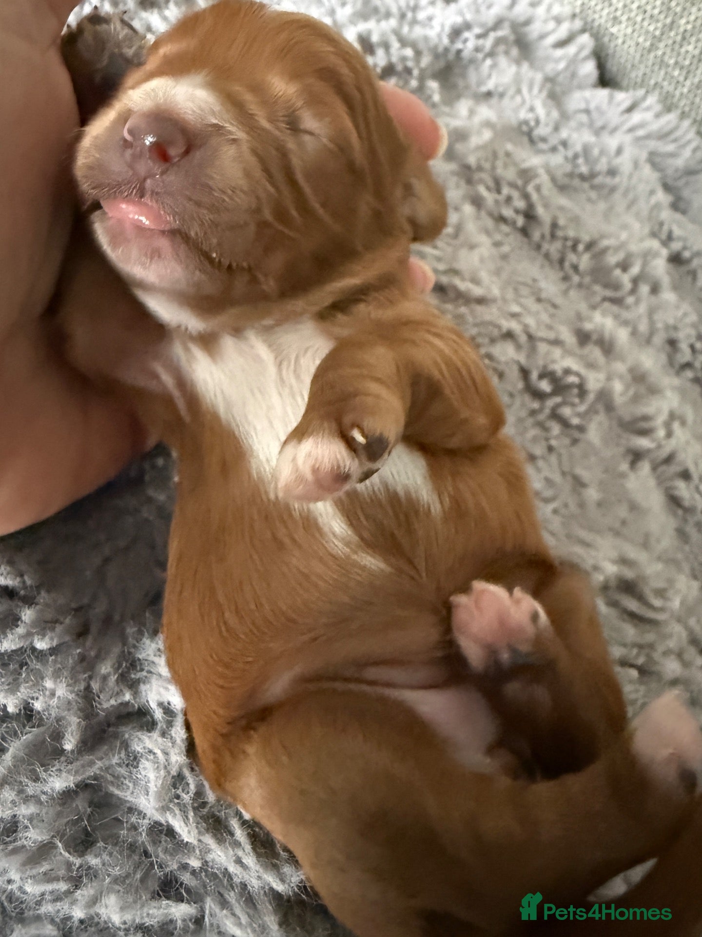 Cavapoo dogs Cavapoo f1 fully health tested, mum and dad here - Advert 1