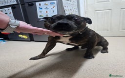 Staffordshire Bull Terrier dogs for sale: To good home - Image 5