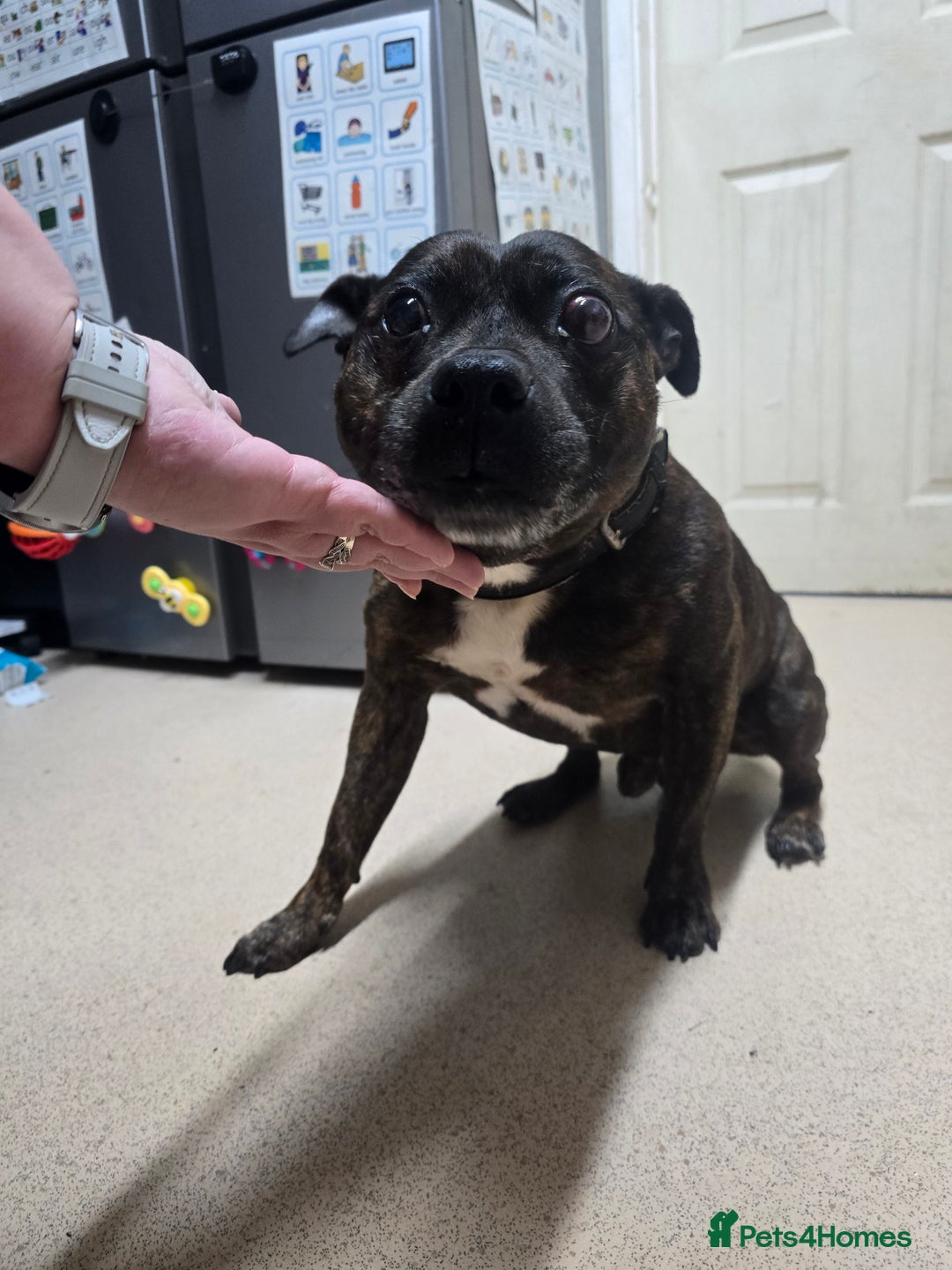 Staffordshire Bull Terrier dogs for sale: To good home - Image 5