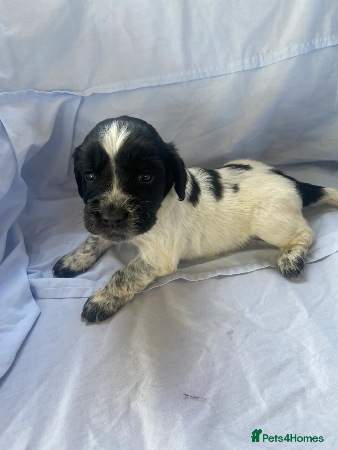 Cocker Spaniel dogs for sale: Working type Cocker Spaniel Puppies 🐶🐾  - Advert 1