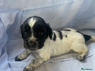 Cocker Spaniel dogs Working type Cocker Spaniel Puppies 🐶🐾 - Advert 1