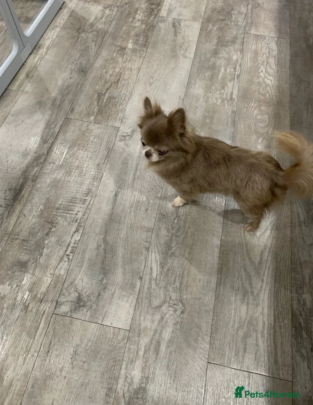 Chihuahua dogs for sale: 5* LICENSED ADULT LILAC CHIHUAHUA FEMALE LONG - Advert 6