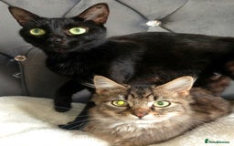 Maine Coon cats for sale: Beautiful Maine coon mix kittens. - Image 4