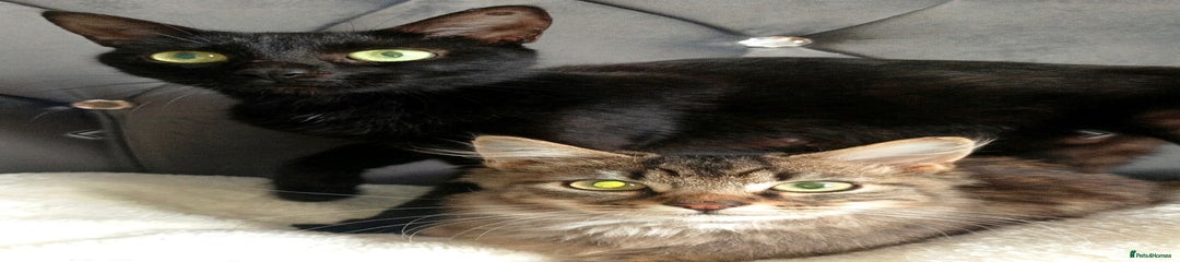 Maine Coon Kitten 5