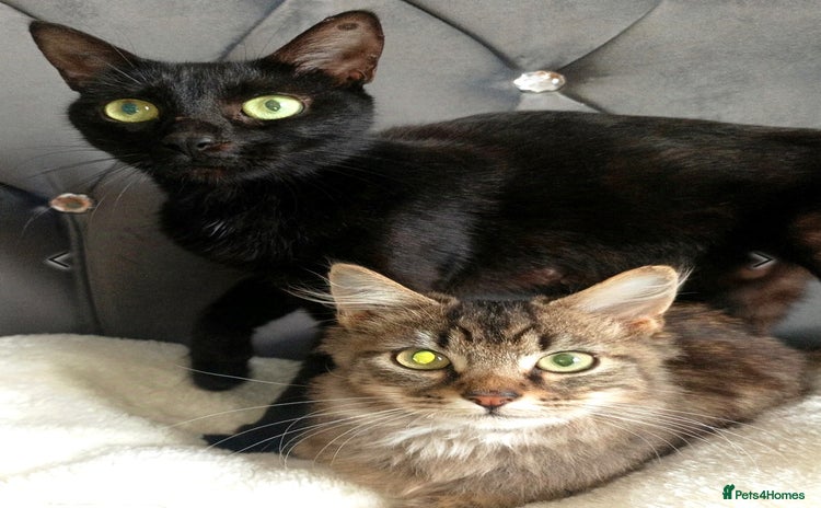 Maine Coon cats - Advert 4
