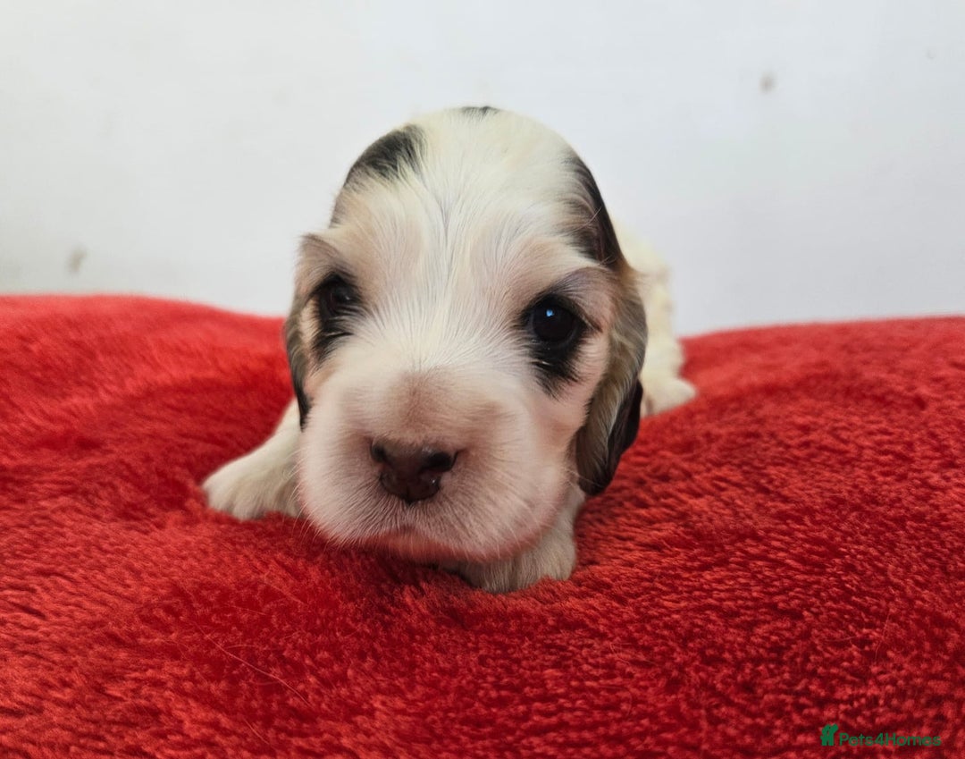 Cocker Spaniel dogs for sale: Quality Sable Show Cocker spaniel Puppies - Image 10