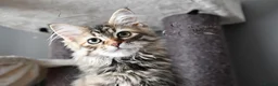 Siberian cats for sale: Siberian Kitens from Tunguska House Cattery - Advert 26