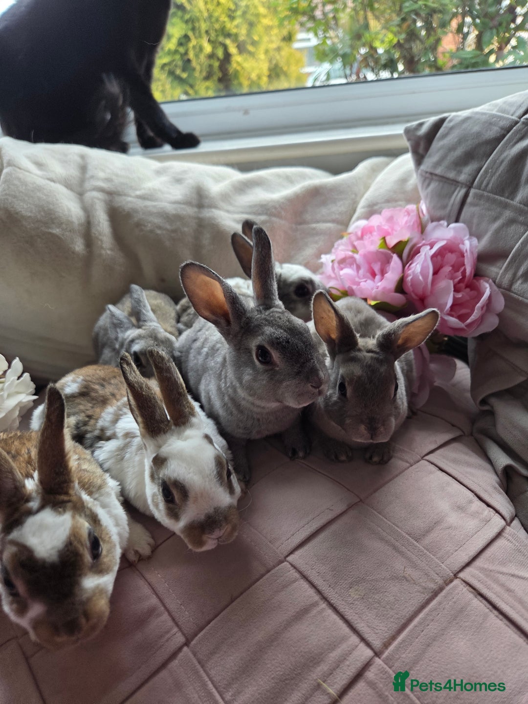Rex rabbits for sale: 🐰 Beautiful mini rex babies 🐰 - Advert 17
