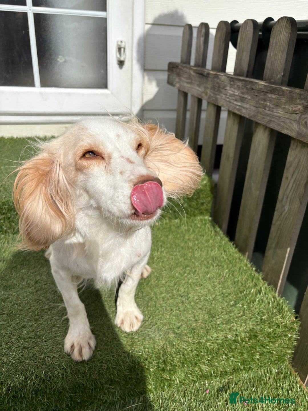 Cocker Spaniel dogs for sale: Cocker Spaniel Pups - Image 18