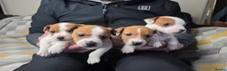 Jack Russell dogs for sale: 6 Jack Russell puppies  - Advert 7