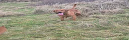 Labrador Retriever dogs for stud: Fully Health Tested Red Fox Lab Stud - Advert 5