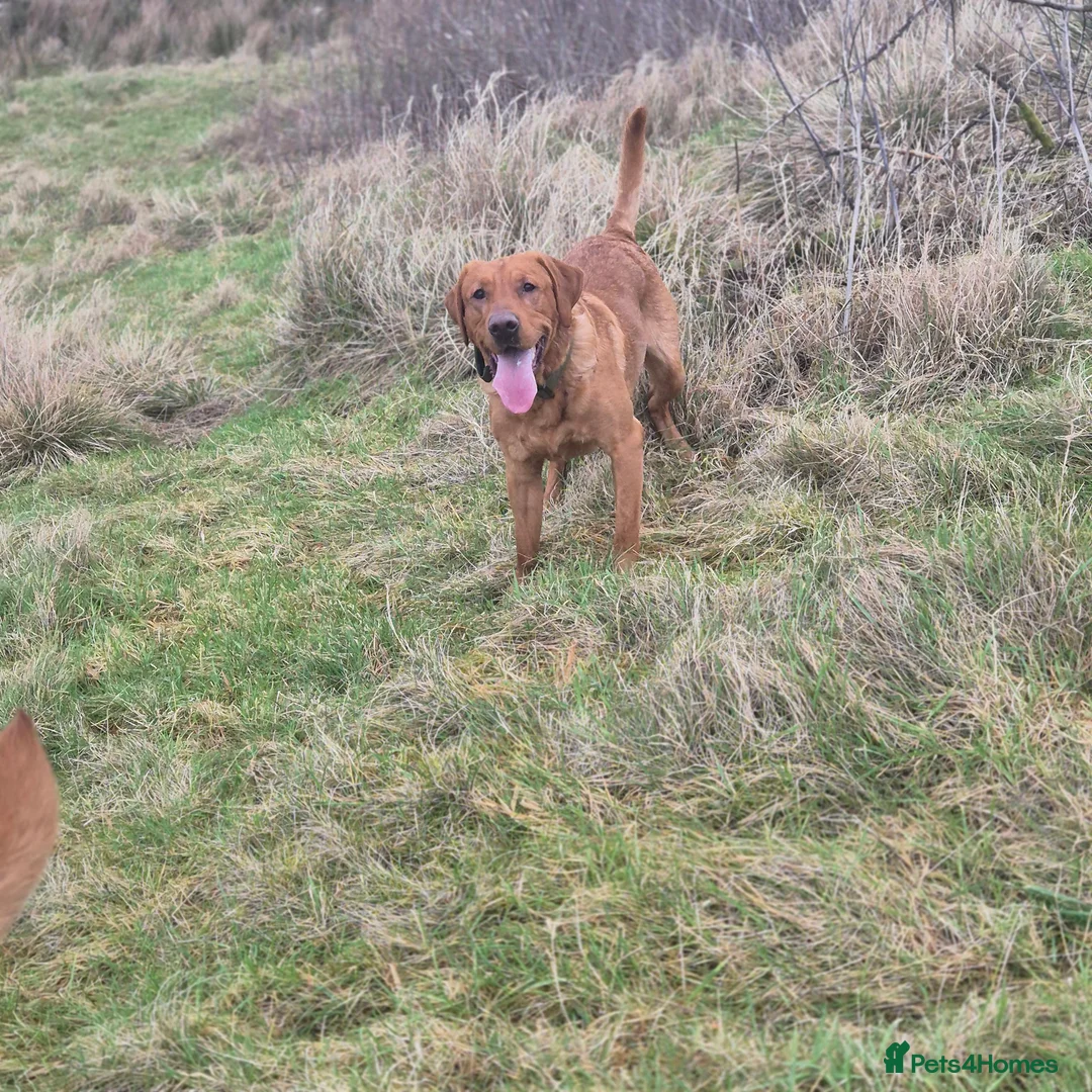 Labrador Retriever dogs for stud: Fully Health Tested Red Fox Lab Stud - Advert 5