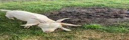 Goats livestock for sale: Male goats - Advert 10