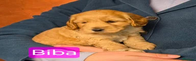 Biba