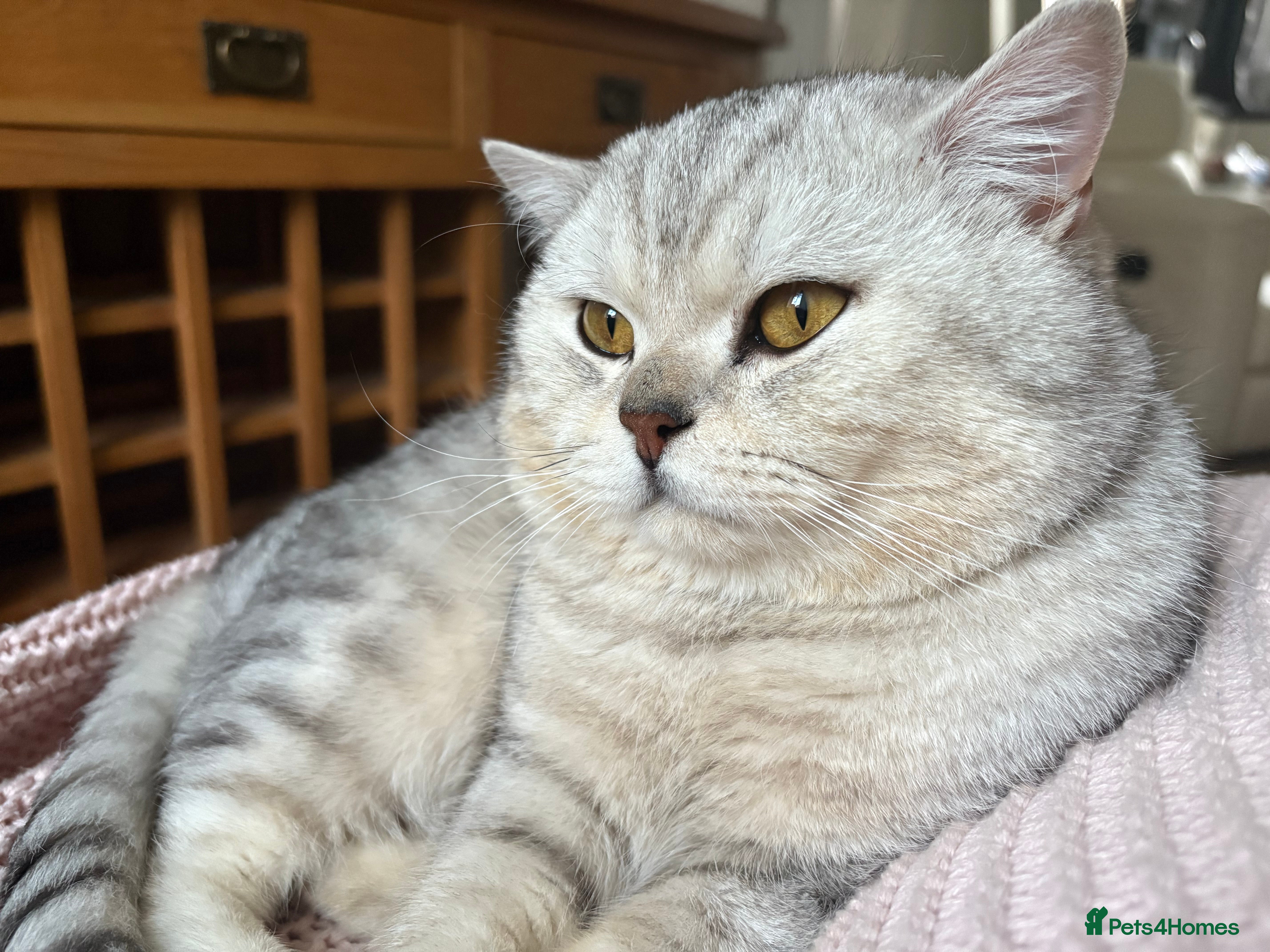 British Shorthair cats 🌟 British Shorthair Chinchilla GCCF Stud 🏆  - Advert 1