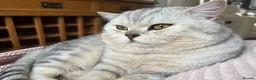 British Shorthair cats for stud: 🌟 British Shorthair Chinchilla GCCF DNA Tested - Advert 1