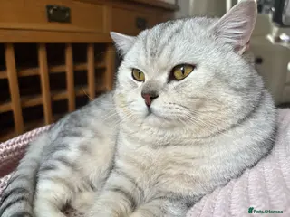 British Shorthair cats 🌟 British Shorthair Chinchilla GCCF Stud 🏆 - Advert 1