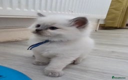 Ragdoll cats for sale: Blue mitted 🐾 Ragdoll kittens 😻 - Image 9