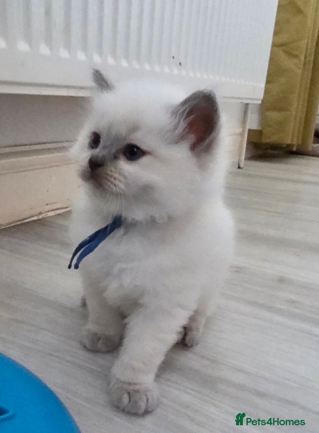 Ragdoll cats for sale: Blue mitted 🐾 Ragdoll kittens 😻 - Image 9
