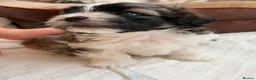 Malshi dogs for sale: Malshi Puppies Looking for Their Forever Homes 🐾 - Advert 4