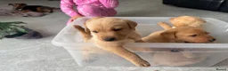 Labrador Retriever dogs for sale: READY TO GONOW 8beautiful labrador kchealthcheaked - Advert 22