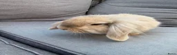 Mini Lion Lop rabbits for sale: Mini lion lop - Advert 4