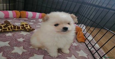 Pomeranian dogs 2 cream/white girls 🩷 8 weeks old  - Advert 12