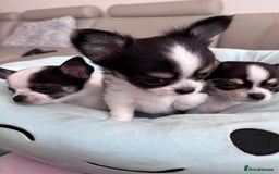 Chihuahua dogs for sale: Chihuahua  - Image 17