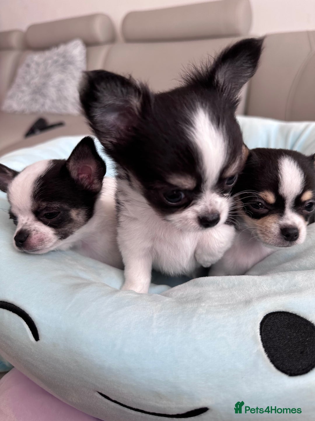 Chihuahua dogs for sale: Chihuahua  - Image 17