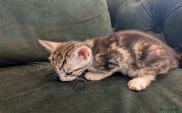 Mixed Breed cats for sale: 🐾 Adorable Kittens Ready for Their New Homes 🐾 - Image 4